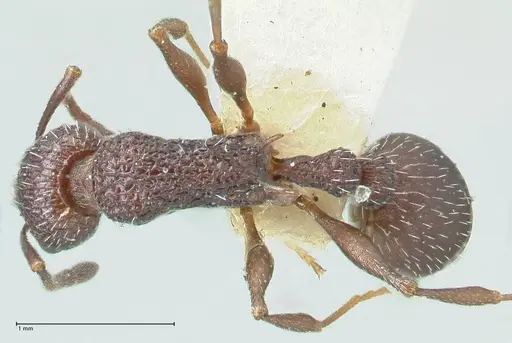 Temnothorax bugnioni specimen FOCOL2035 image focol2035_1