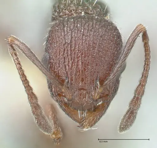 Temnothorax bugnioni specimen FOCOL2035 image focol2035_2