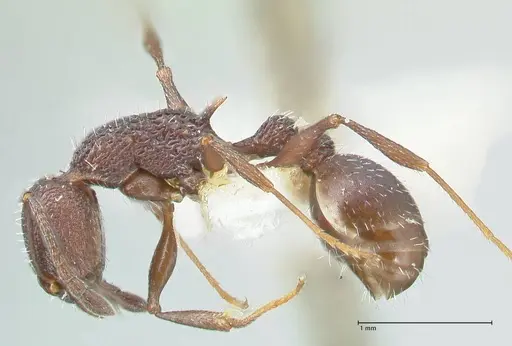 Temnothorax bugnioni specimen FOCOL2035 image focol2035_3