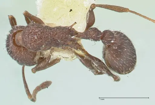 Temnothorax bugnioni specimen FOCOL2036 image focol2036_1