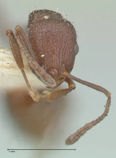 Temnothorax bugnioni specimen FOCOL2036 image focol2036_2
