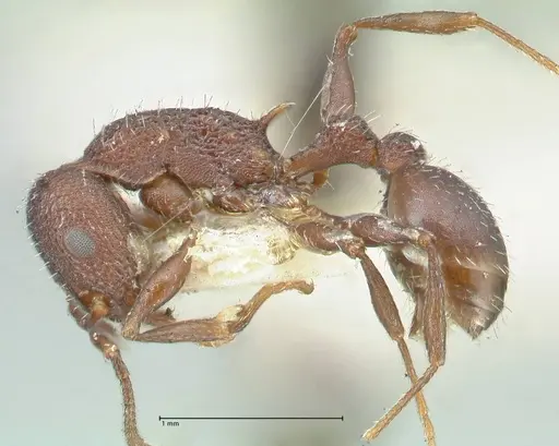 Temnothorax bugnioni specimen FOCOL2036 image focol2036_3
