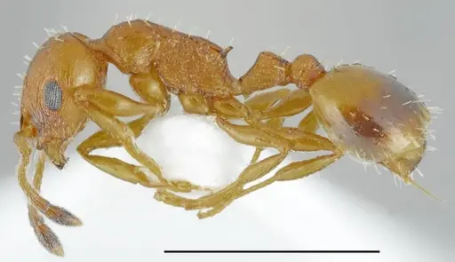 Temnothorax bulgaricus specimen CASENT0763864 image casent0763864_1