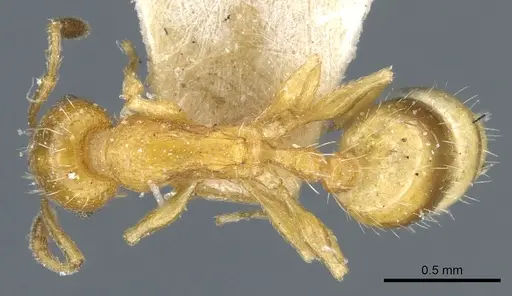 Temnothorax bulgaricus specimen CASENT0904743 image casent0904743_1