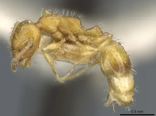Temnothorax bulgaricus specimen CASENT0904743 image casent0904743_3