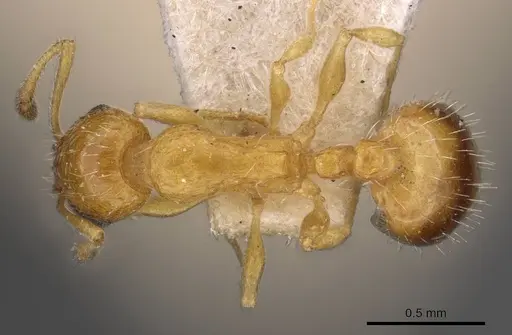 Temnothorax bulgaricus specimen CASENT0909014 image casent0909014_1