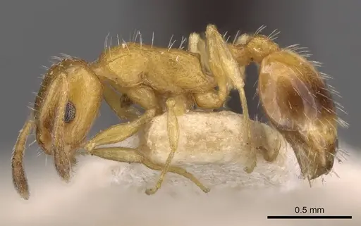 Temnothorax bulgaricus specimen CASENT0909014 image casent0909014_3