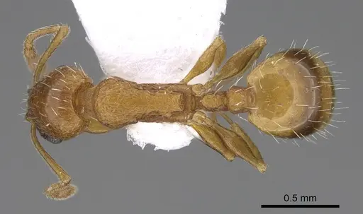 Temnothorax bulgaricus specimen CASENT0914253 image casent0914253_1