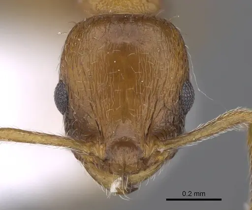 Temnothorax bulgaricus specimen CASENT0914253 image casent0914253_2