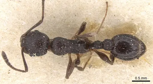 Temnothorax cabrerae specimen CASENT0906159 image casent0906159_1