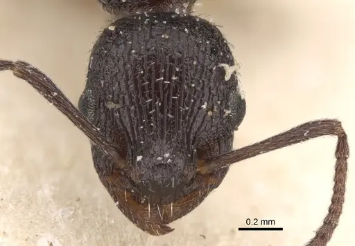 Temnothorax cabrerae specimen CASENT0906159 image casent0906159_2