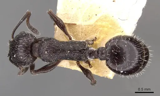 Temnothorax cabrerae specimen CASENT0909007 image casent0909007_1