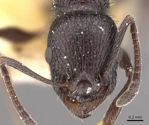 Temnothorax cabrerae specimen CASENT0909007 image casent0909007_2