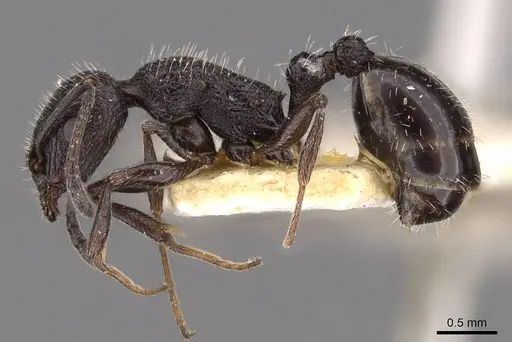 Temnothorax cabrerae specimen CASENT0909007 image casent0909007_3