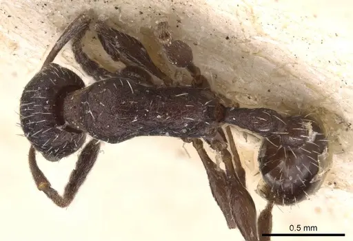 Temnothorax cabrerae specimen CASENT0909008 image casent0909008_1