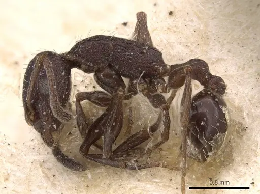 Temnothorax cabrerae specimen CASENT0909008 image casent0909008_3