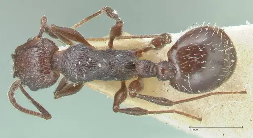 Temnothorax cabrerae specimen FOCOL2028 image focol2028_1