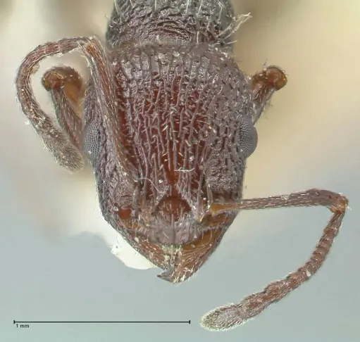 Temnothorax cabrerae specimen FOCOL2028 image focol2028_2