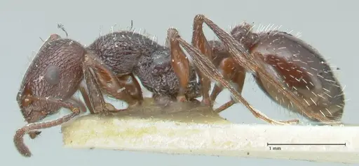 Temnothorax cabrerae specimen FOCOL2028 image focol2028_3