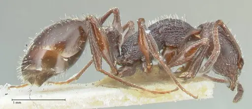 Temnothorax cabrerae specimen FOCOL2028 image focol2028_4