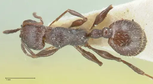 Temnothorax cabrerae specimen FOCOL2029 image focol2029_1