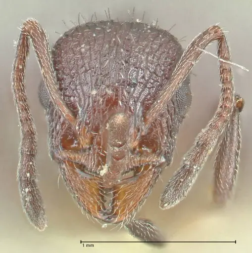 Temnothorax cabrerae specimen FOCOL2029 image focol2029_2