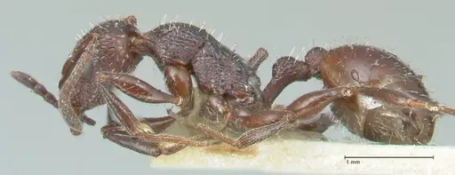 Temnothorax cabrerae specimen FOCOL2029 image focol2029_3