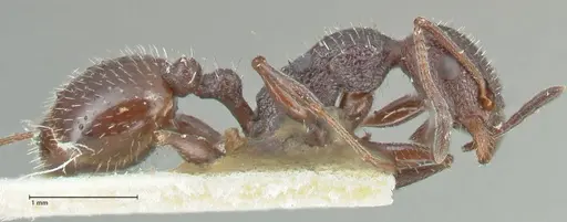 Temnothorax cabrerae specimen FOCOL2029 image focol2029_4