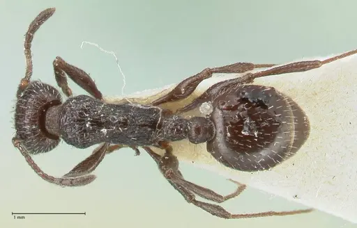 Temnothorax cabrerae specimen FOCOL2030 image focol2030_1