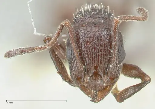 Temnothorax cabrerae specimen FOCOL2030 image focol2030_2