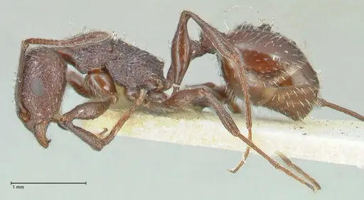Temnothorax cabrerae specimen FOCOL2030 image focol2030_3