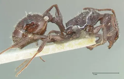Temnothorax cabrerae specimen FOCOL2030 image focol2030_4