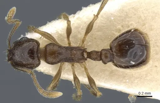 Temnothorax caesari specimen CASENT0905857 image casent0905857_1