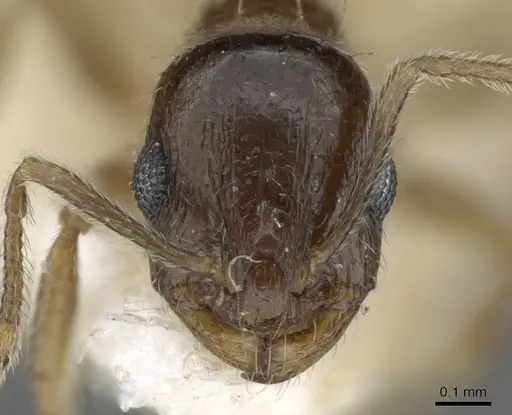 Temnothorax caesari specimen CASENT0905857 image casent0905857_2