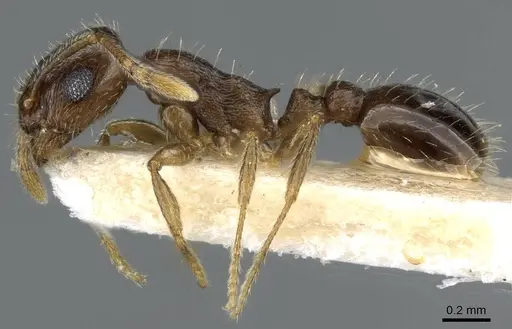 Temnothorax caesari specimen CASENT0905857 image casent0905857_3
