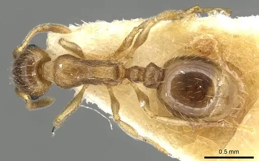 Temnothorax caesari specimen CASENT0915387 image casent0915387_1