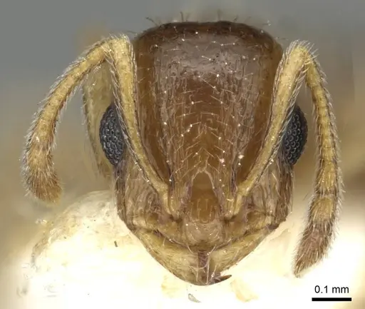Temnothorax caesari specimen CASENT0915387 image casent0915387_2