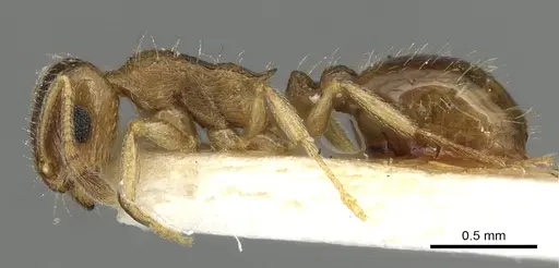 Temnothorax caesari specimen CASENT0915387 image casent0915387_3