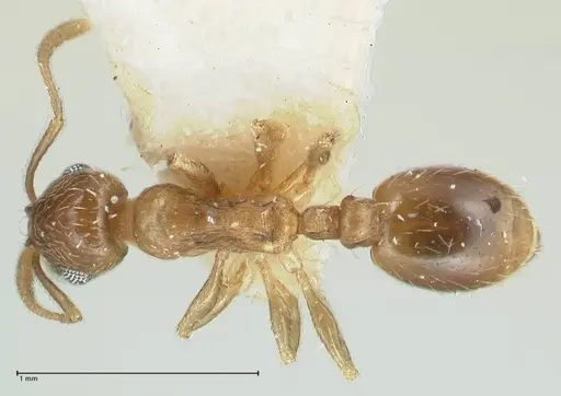 Temnothorax caesari specimen FOCOL1809 image focol1809_1