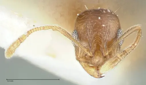 Temnothorax caesari specimen FOCOL1809 image focol1809_2