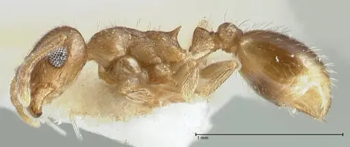 Temnothorax caesari specimen FOCOL1809 image focol1809_3