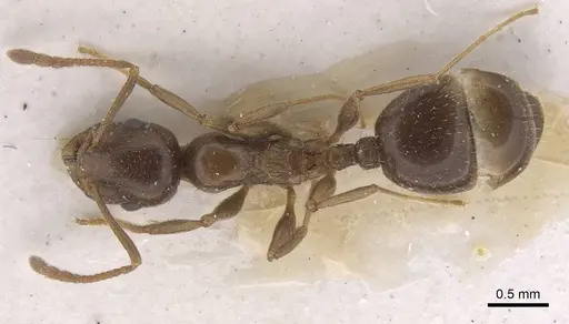 Temnothorax cagnianti specimen CASENT0915394 image casent0915394_1