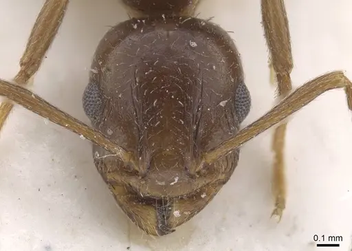 Temnothorax cagnianti specimen CASENT0915394 image casent0915394_2