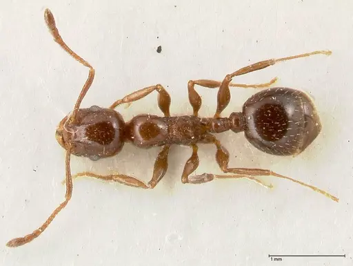 Temnothorax cagnianti specimen FOCOL0611 image focol0611_1