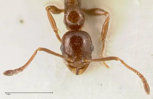 Temnothorax cagnianti specimen FOCOL0611 image focol0611_2