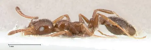 Temnothorax cagnianti specimen FOCOL0611 image focol0611_3