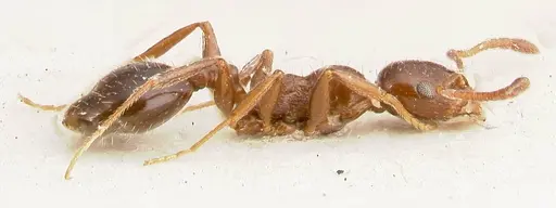 Temnothorax cagnianti specimen FOCOL0611 image focol0611_4