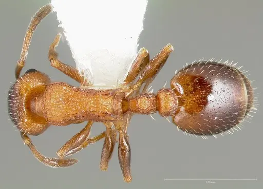 Temnothorax caguatan specimen CASENT0005692 image casent0005692_1