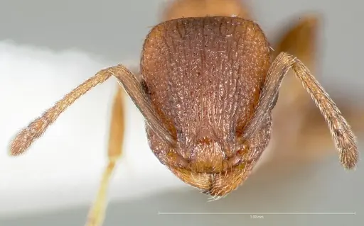 Temnothorax caguatan specimen CASENT0005692 image casent0005692_2
