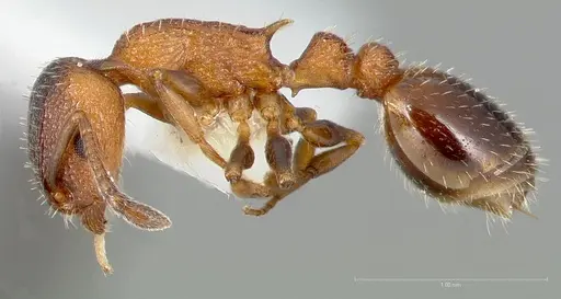 Temnothorax caguatan specimen CASENT0005692 image casent0005692_3